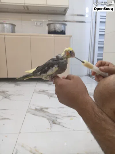 كوكتيل بقري عمره شهرين انتاجي مال بيت لعوب وياكل ونضيف حلو نشيط اقره وصف 4