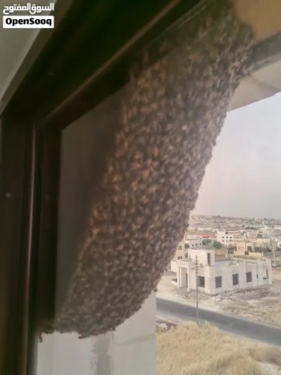 خلية نحل للبيع 2
