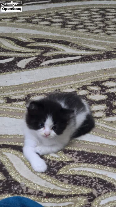 قطة انثى شيرازي 4