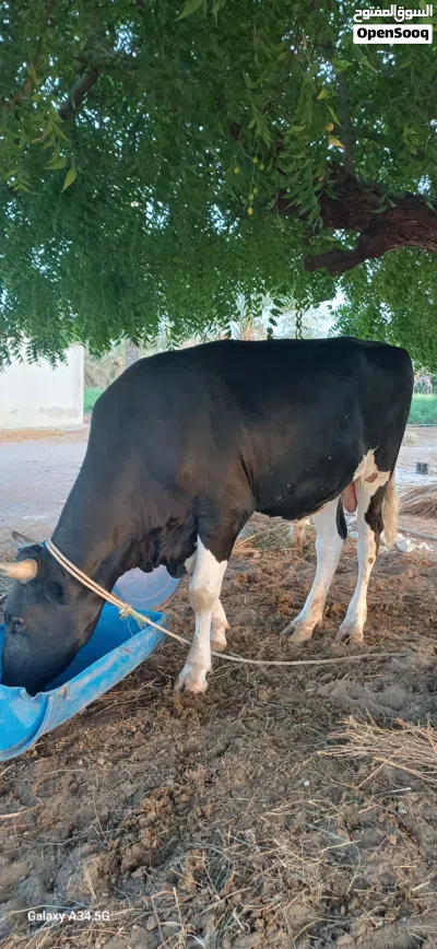 ثور هولندي هولشتاين 2