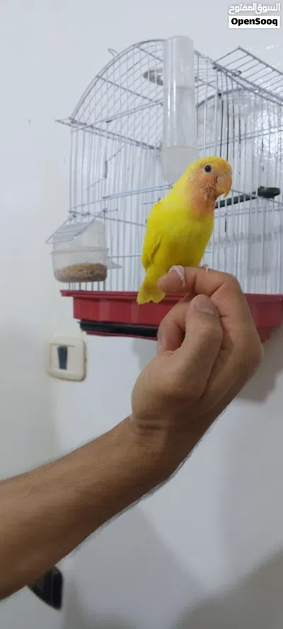 روز رد فيس مروض 4