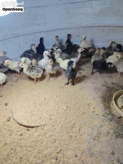 للبيع صيصان رومي العمر اسبوع ونص مطلوب في الحبه ريالين موقعي صحار 2