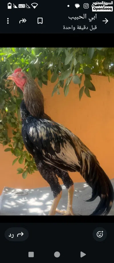 ديك للبيع الطير مابشكي من حاجه 2