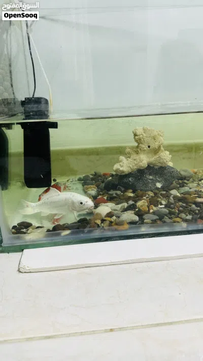 Fish tank with gravels and live fishes 3