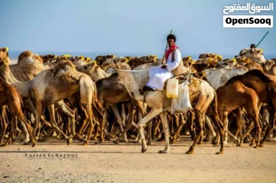 عامل تربية مواشي ابحث عن عمل إلى دولة السعودية خبرة ممتازة 3