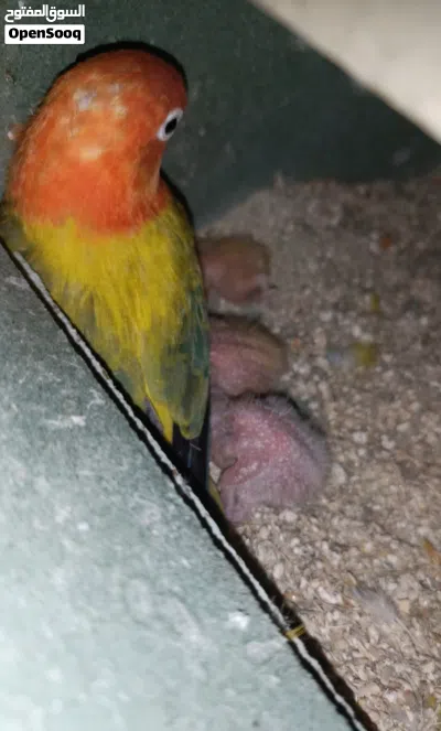 جوزين ببغاء فيشر 3
