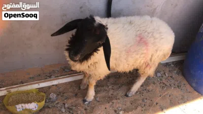 السلام عليكم خروف ربي يبارك عمره من 3لي 4شهور خروف مشالله 2