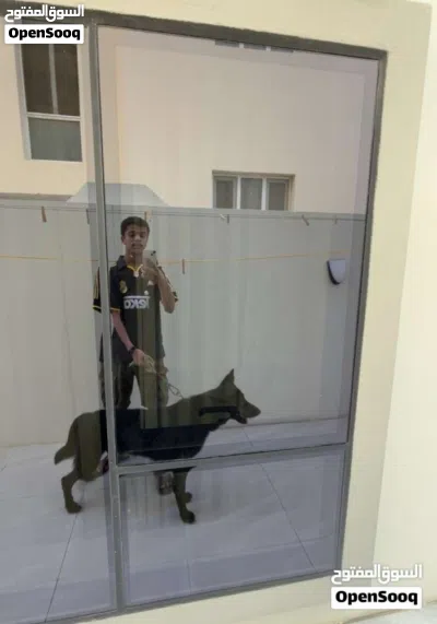 بيع كلب جيرمن اصل 4