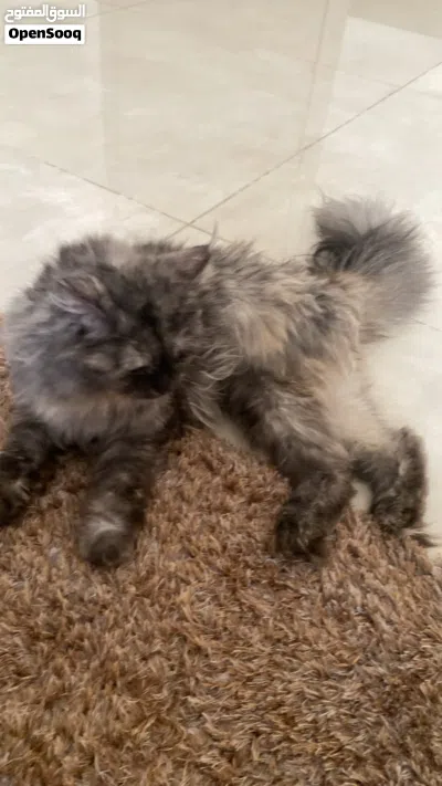 عائلة قطط شيرازية مميزة للبيع 2