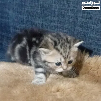 قطط انثى وذكر جولد ستريت للبيع 3