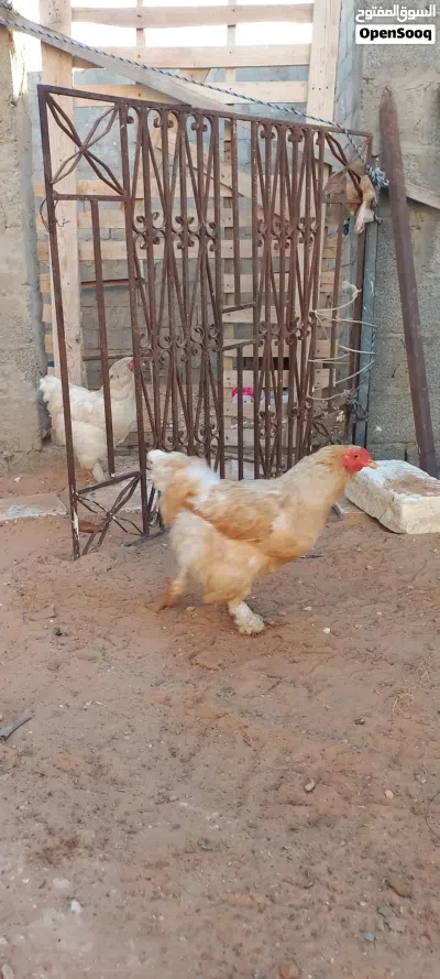 دجاج براهما للبيع 4
