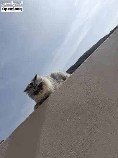 للبيع سنور لعوب ويحب الاطفال 3