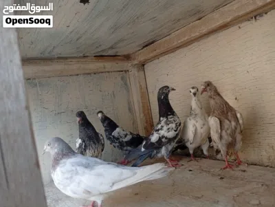 Pigeons for sale grain 1.500 3