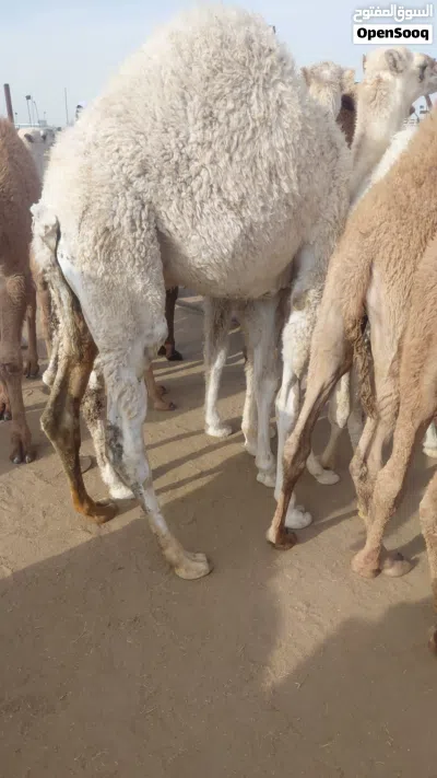 للبيع قعدان محليه فاخره شي يجمل 2