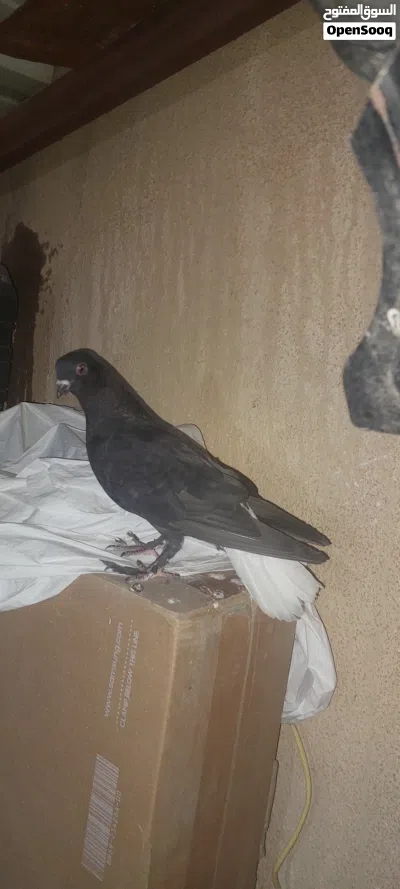 جوز نوري اسود مع جوزين افراخ كبار للبيع اوالبدل على فرنسي جامبو 4