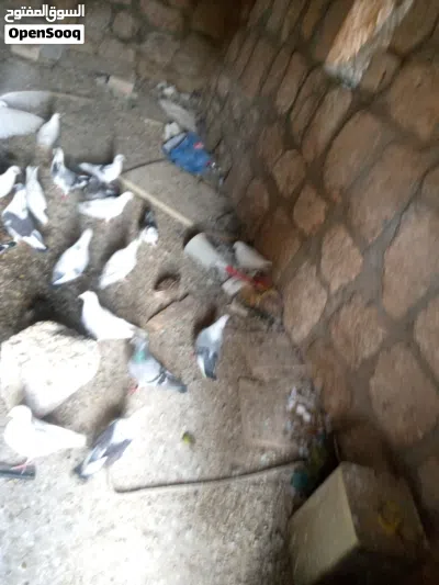 حمام بنديق 2