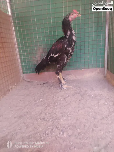 طيور للبيع 3