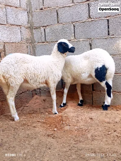 حوليات درجة اولى تبارك الرحمن 4