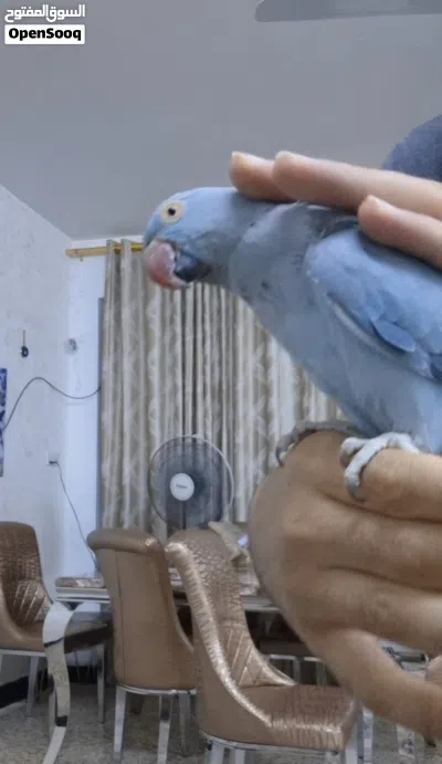 ببغاء دره هندي لون سمائي 2