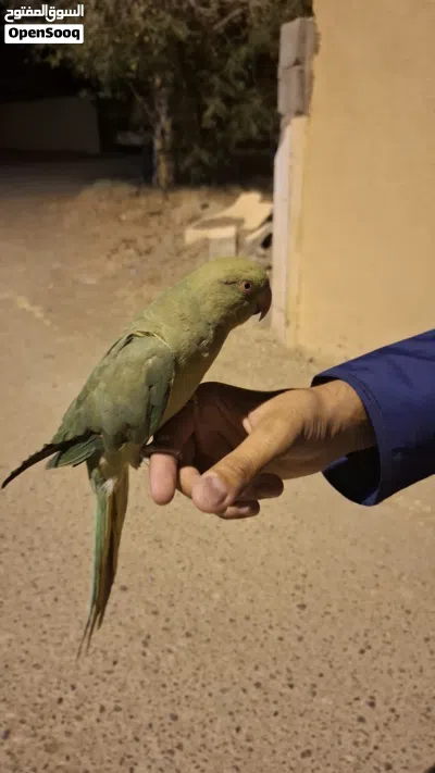 بغبغاء دره هندي 3