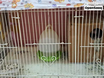 lovebird, female, with kage, with plate and food 3