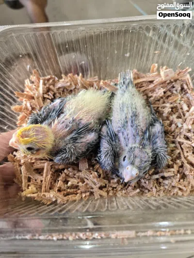 متوفر مجموعه كوكتيل ترويض بين ملطع وحبشي 2