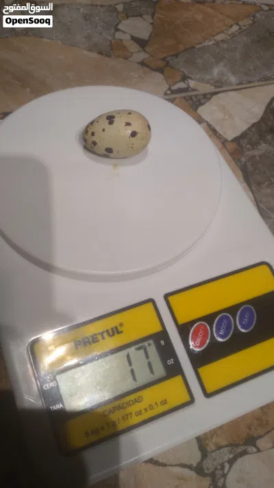 طيور سمان جامبو وسوبر جامبو أعلى جودة 4