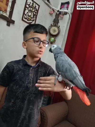 كاسكو متكلم بحكي أكثر من خمسين كلمه 2