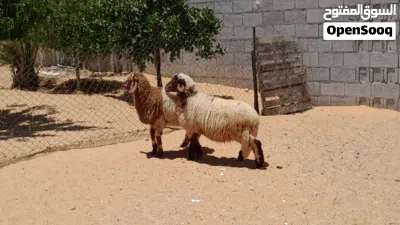 2خرفان وطنيات مشالله عمرهم ف6شهور ونص سليمات من العيوب والامراض.. 2