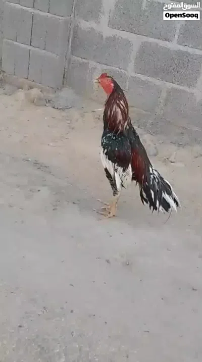 ديك باكستاني سندي 3
