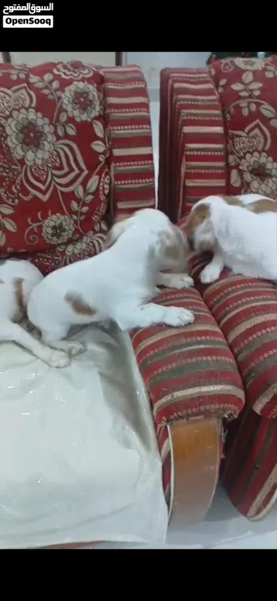 Charles king cavaliers 3-and half moths male and female available 2