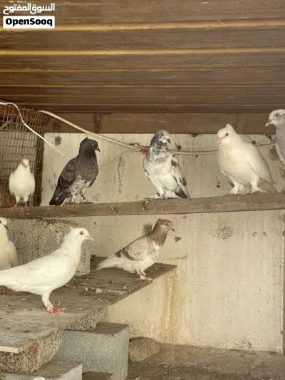 استماره بيع حمام عادي 2