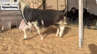 كبش له سنتين ونصف يصلح هديد و الحم سمين تارس فول طعم مافيه كلام ونعم 2