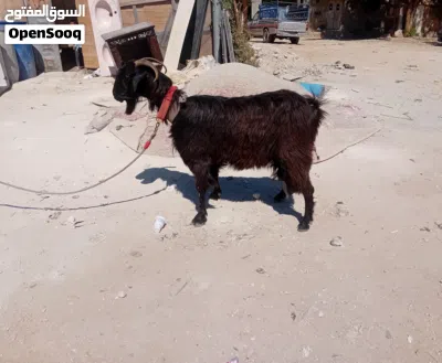 عنز حليب ماشاء الله تبارك الرحمن سن جمع 2
