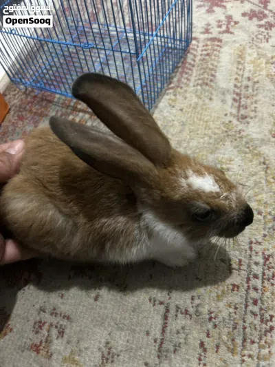 أرنب للبيع بالقفص 3