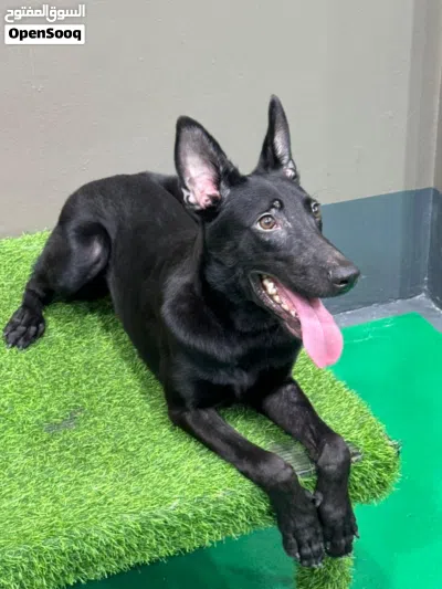 Dutch shepherd male dog 6 month old كلب دوتش شيبرد دوتج شيبرد ذكر 2