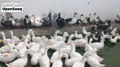 Chicken Duck Rabbit best and fresh from the Farm 2