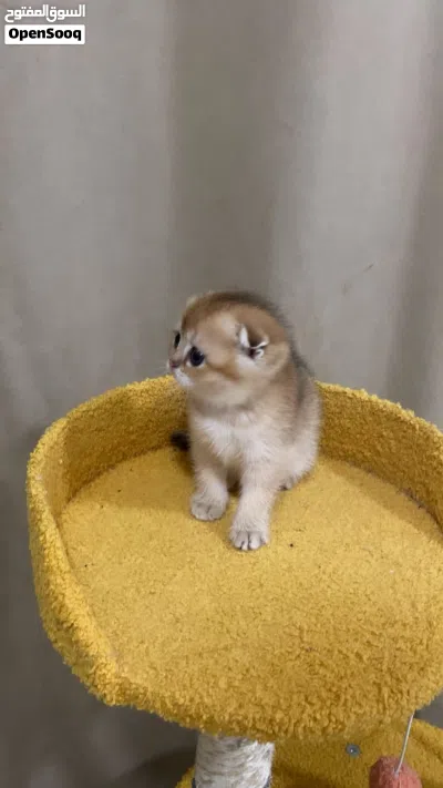 الوصف مهم جدا Scottish Fold Triple Fold Golden Longhair 2