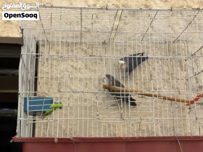 جوز روز لون تركواز منتج مع مطير 4 معالف 3