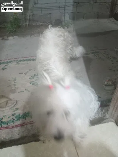 البصره القرنه 3