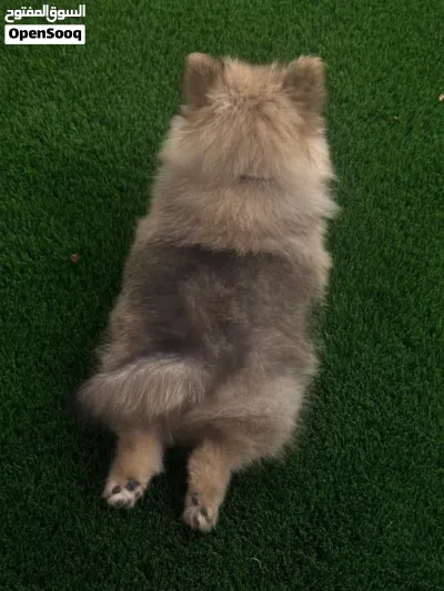 كلبة بوميرينيان فصيلة مميزة Pomeranian puppy unique fox face breed 4