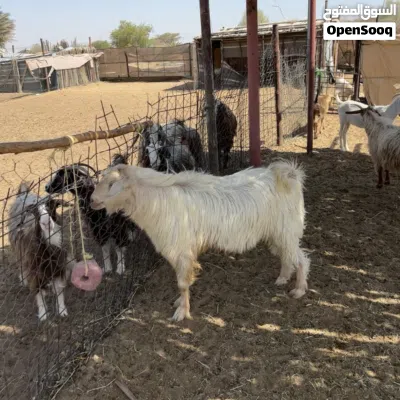 تيس فحل من حلال الجواميد 2