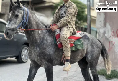 مهره انقليزيه نخب اول 4
