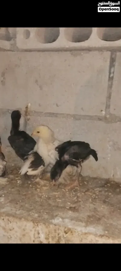 صيصان برهما وباكستاني 2