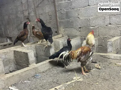 للبيع دجاج باكستاني 4