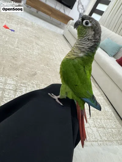 للبيع كنيور 2