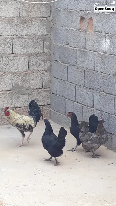 3 دجاجات فروج اقراء الوصف 2