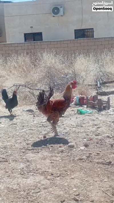 ما شاء الله جاجة(البيضة) وديكين بناديق براهمة فراخ السنة طوال كثير وجهمات تبارك الرحمن 4