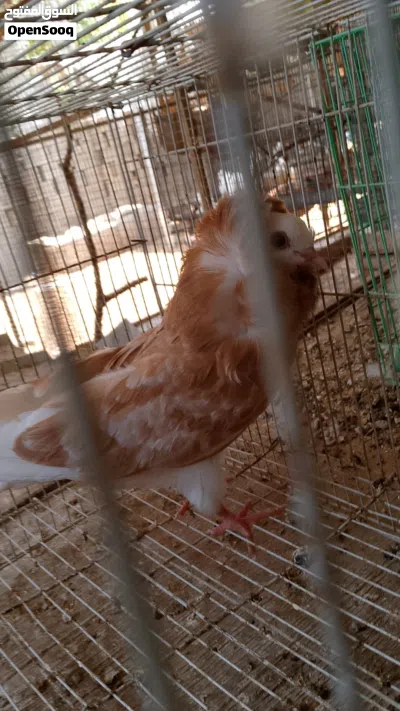 حمام زينه للبيع 4