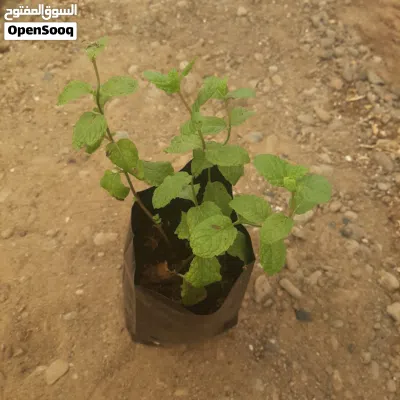 undefined 2